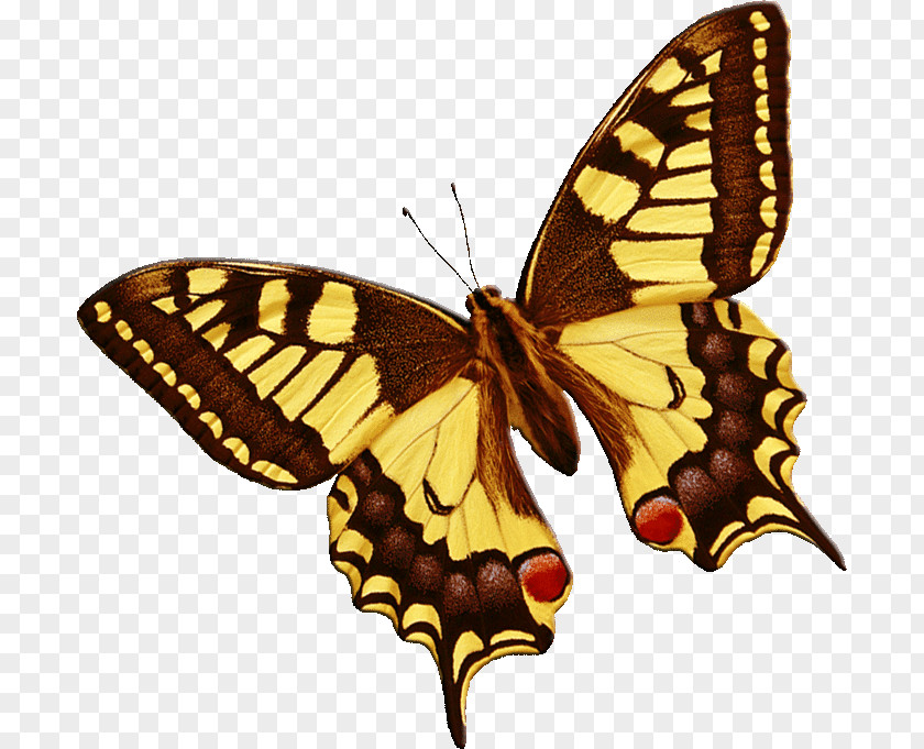 Butterfly Monarch Moth Animaatio Old World Swallowtail PNG