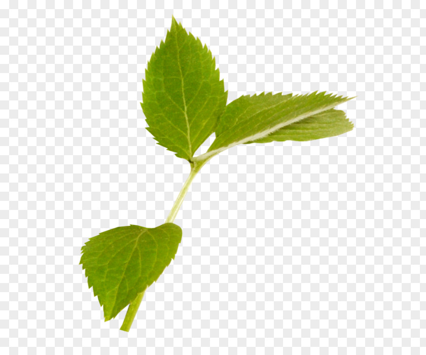 Leaf Plant Flower Tree Siberian Elm PNG