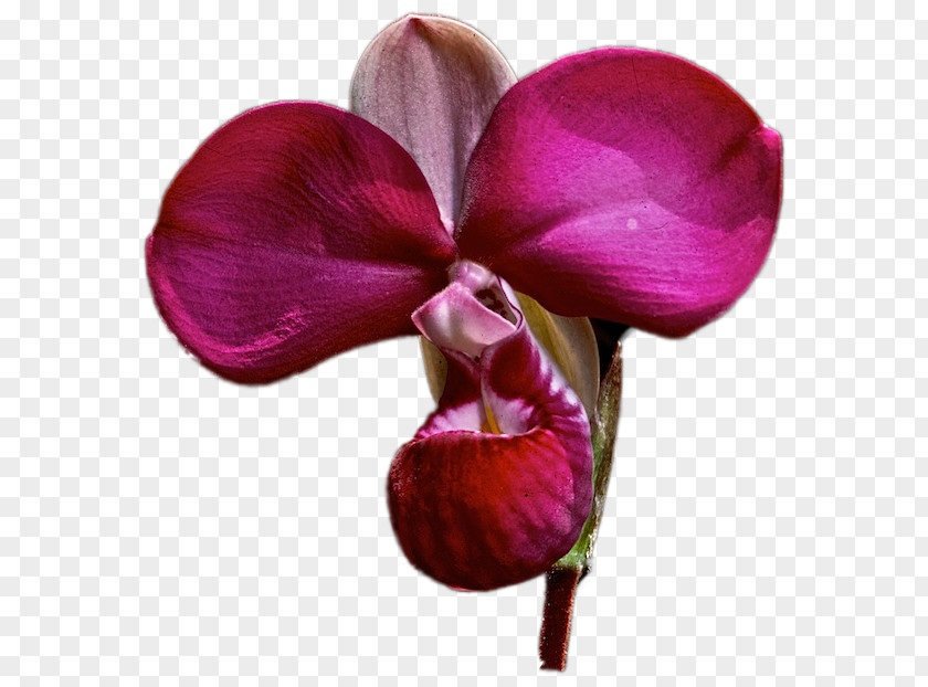 Plant Moth Orchids Ecuador Epidendrum Secundum Costa PNG