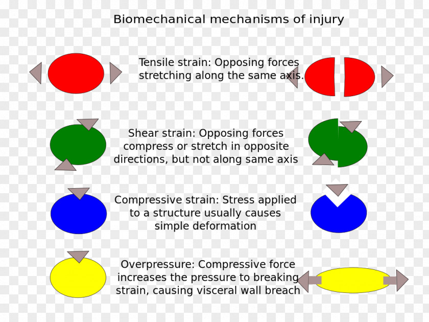 Common Berthing Mechanism Sports Injury Biomechanics Organism PNG