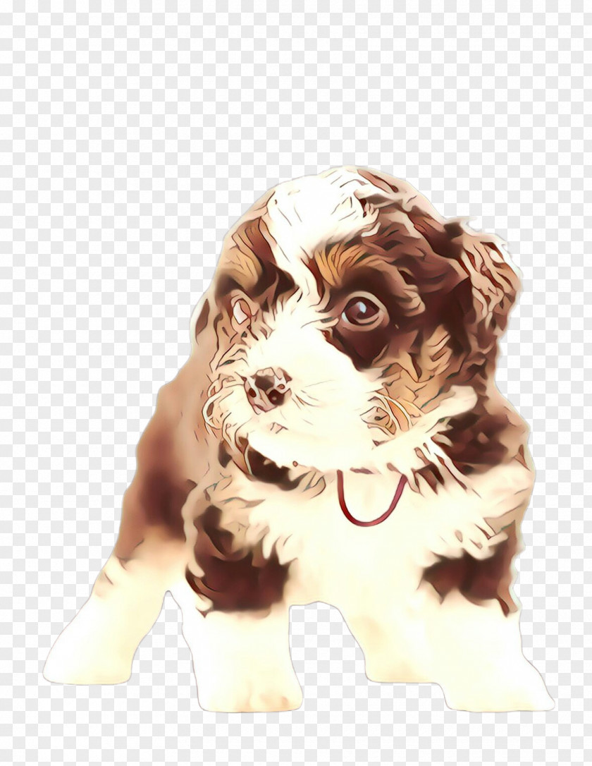 King Charles Spaniel Toy Dog Cute PNG