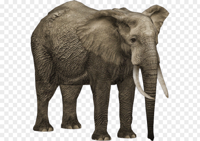 Elefant Zoo Tycoon 2 African Bush Elephant Forest Asian PNG