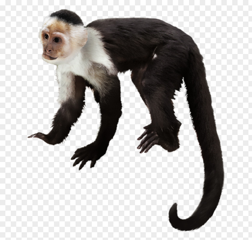 Gorilla Capuchin Monkey Primate White-headed Chimpanzee PNG