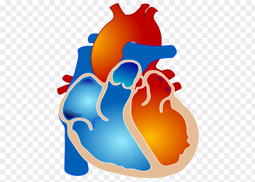 Human Heart Tetralogy Of Fallot Congenital Defect Cyanotic Ventricular Septal PNG