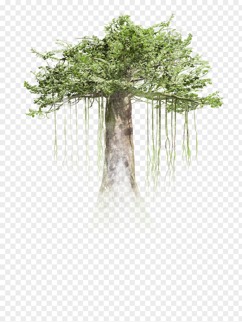 Rainforest Trees Virtual Reality Tree HTC Vive Immersion Trunk PNG