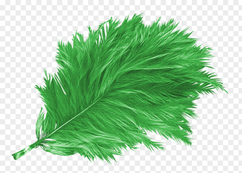 Beautiful Birds Feather,Green Feathers Bird Feather Green Euclidean Vector PNG