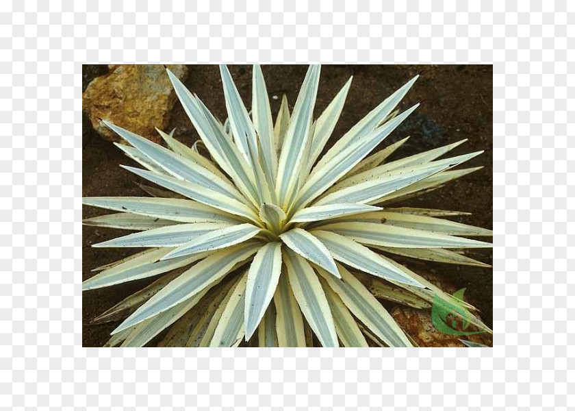 Can Be Cut Thirtyseven Agave Angustifolia INAV DBX MSCI AC WORLD SF PNG