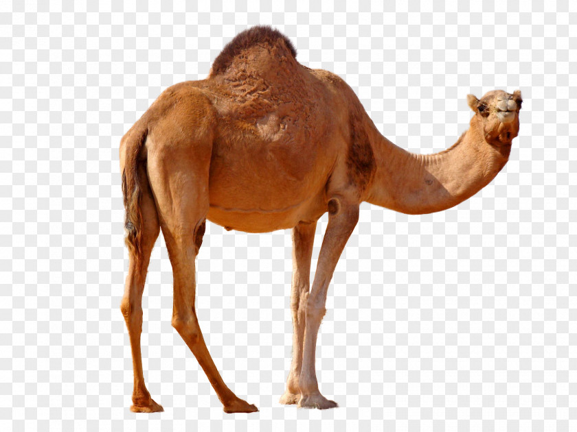 Halvah Dromedary Bactrian Camel Desktop Wallpaper PNG