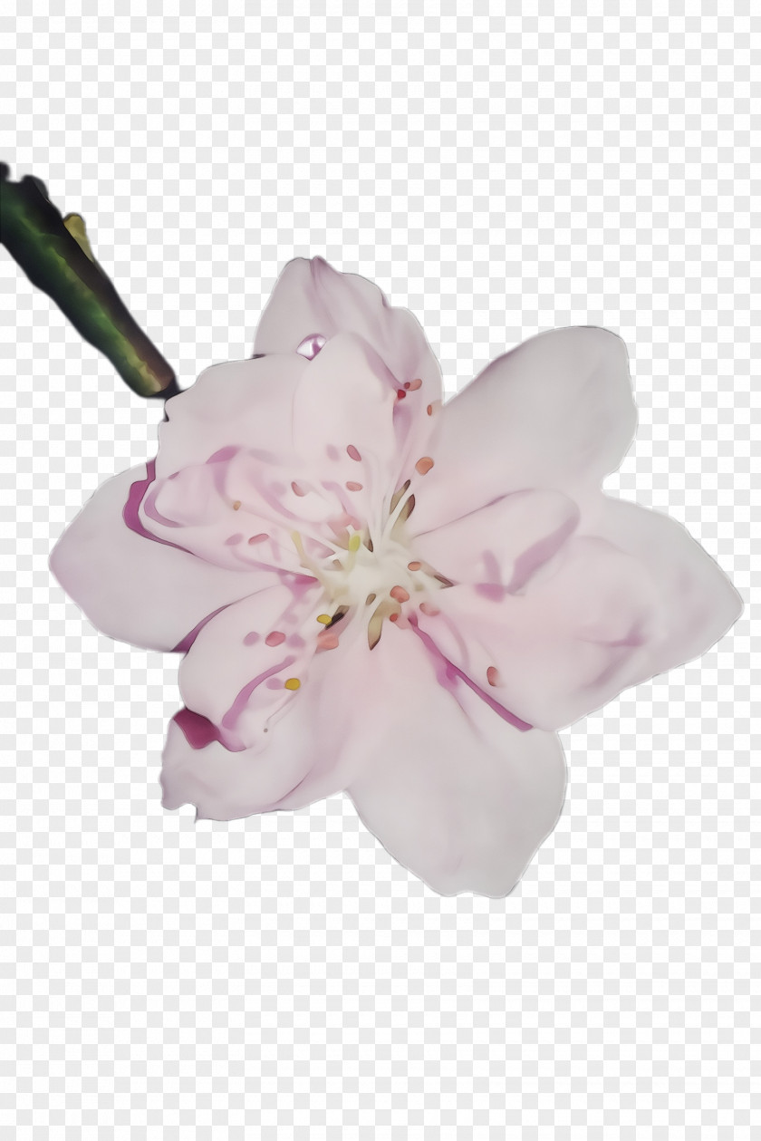 Magnolia Family Cherry Blossom PNG