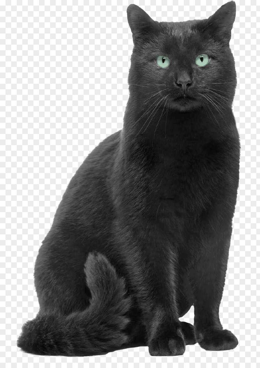 Scroll Bar Black Cat Russian Blue Chartreux Bombay Korat PNG