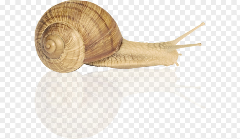 Sign Snail Sea Clip Art PNG