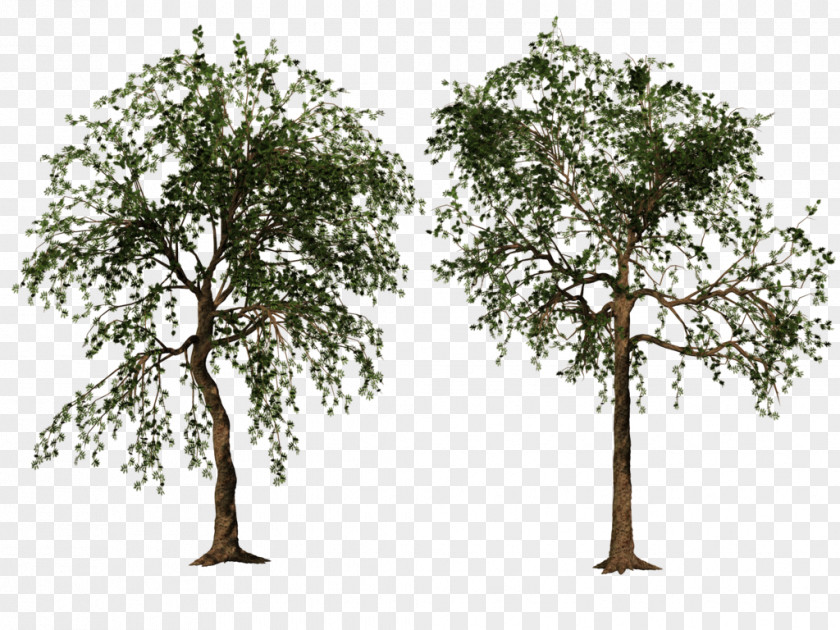 Trees Tree DeviantArt PNG