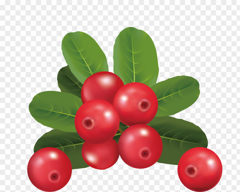 Cherry Vector Material Berry PNG