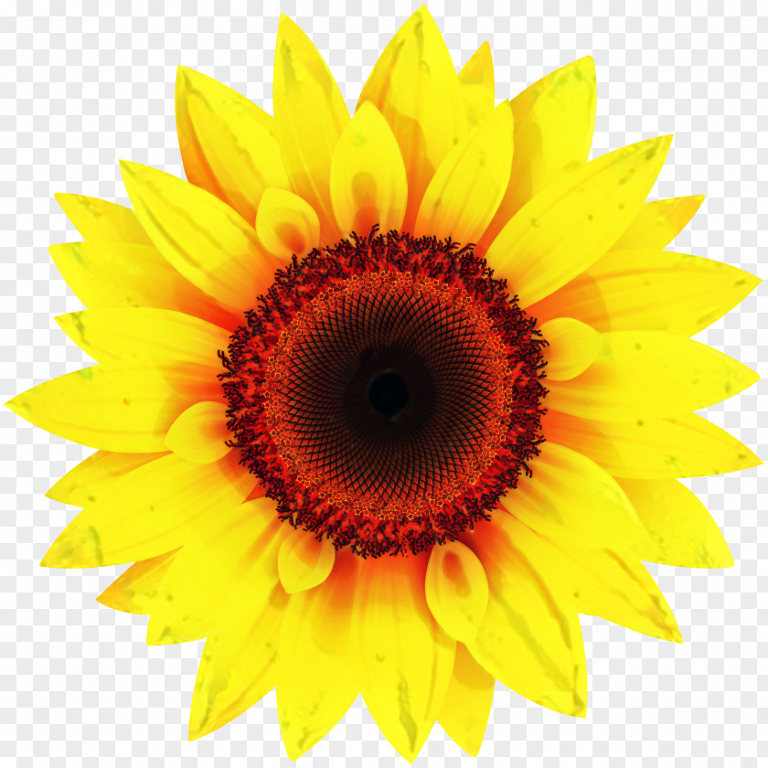 Clip Art Image Common Sunflower Illustration PNG