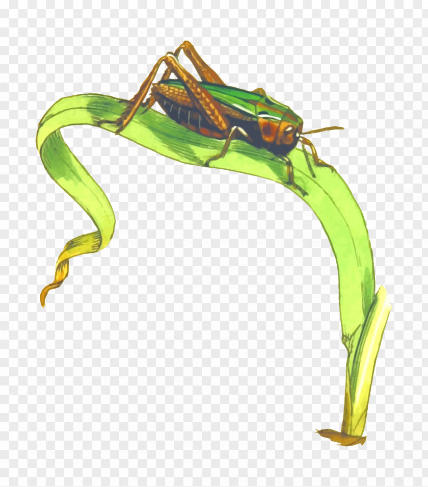 Insect Grasshopper Locust Clip Art PNG