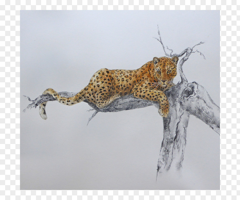Leopard Cheetah Cat Fauna Terrestrial Animal PNG