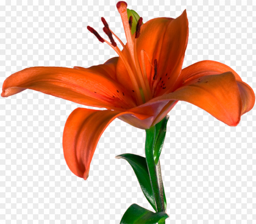 Lilly Cut Flowers Lilium Bulbiferum Daylily PNG