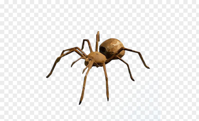 Spider Insect Araneus Cavaticus Arachnid Wolf PNG