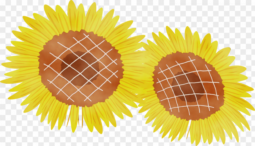 Sunflower Seed Yellow Common PNG