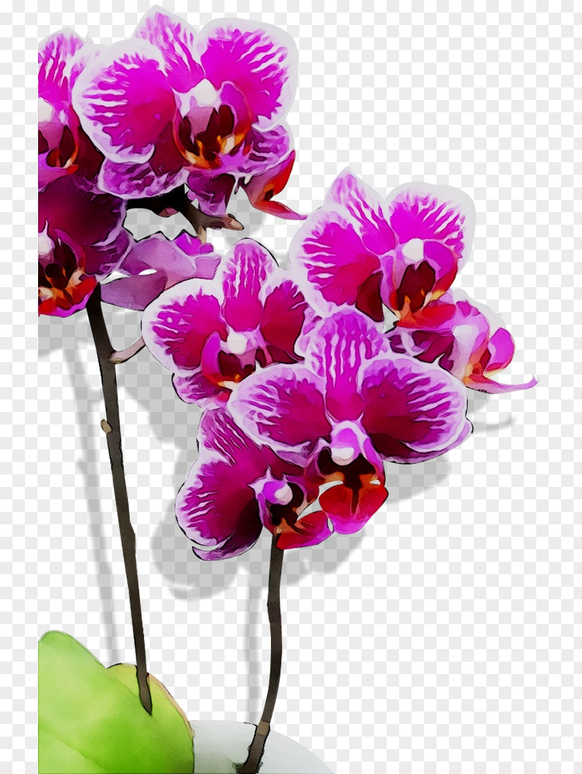 Moth Orchids Cattleya Cut Flowers Purple PNG