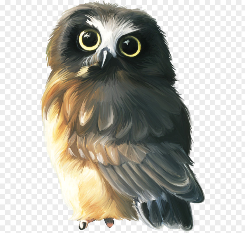 Owl Oil Paint Drawing Painting Image PNG