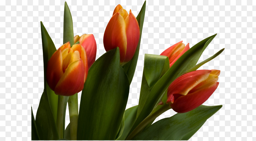 Tom Kaulitz Tulip Cut Flowers Plant Stem Petal PNG