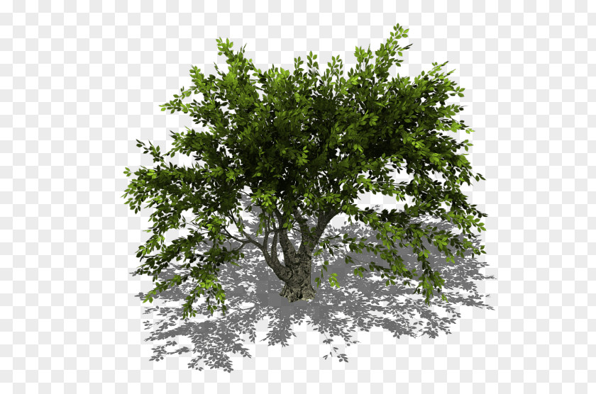 Tree Oak Branch Shrub PNG