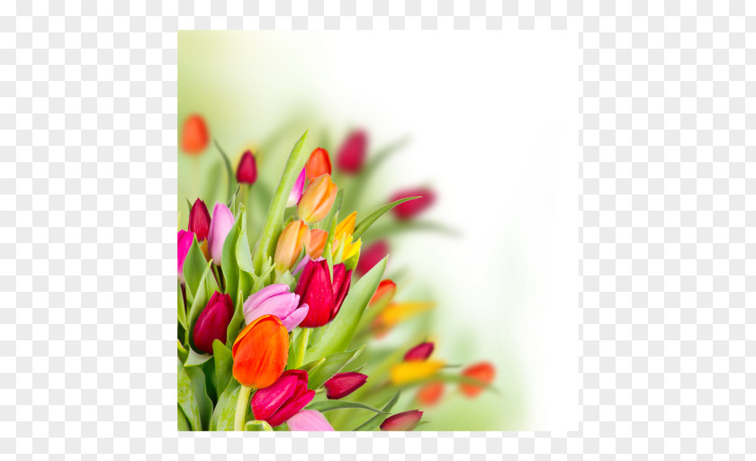 Tulip Butterfly Flower Bouquet Floral Design PNG