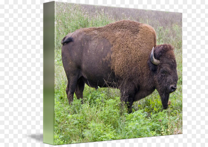 American Bison Poster Buffalo Grass Imagekind PNG