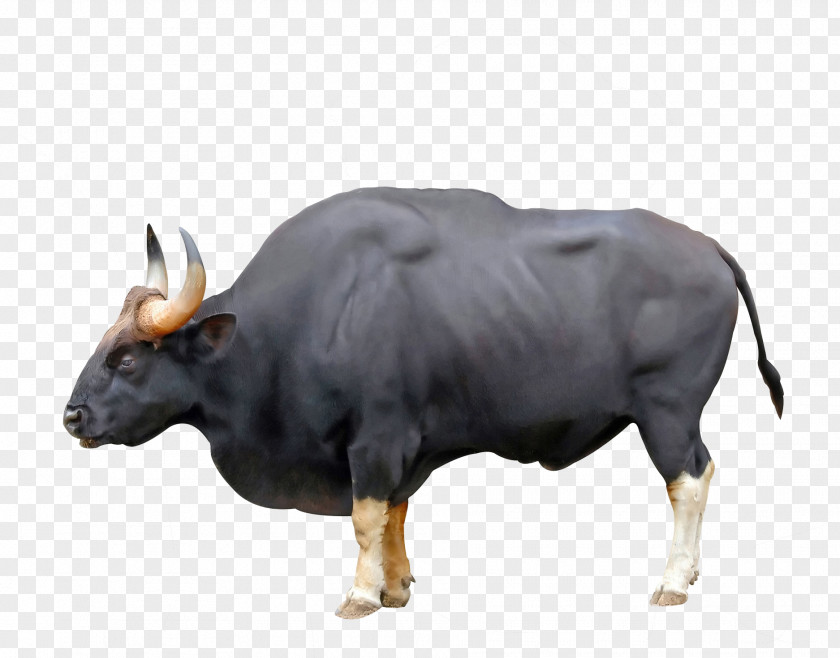 Ankole-Watusi Ox Gaur Chillingham Cattle Water Buffalo PNG