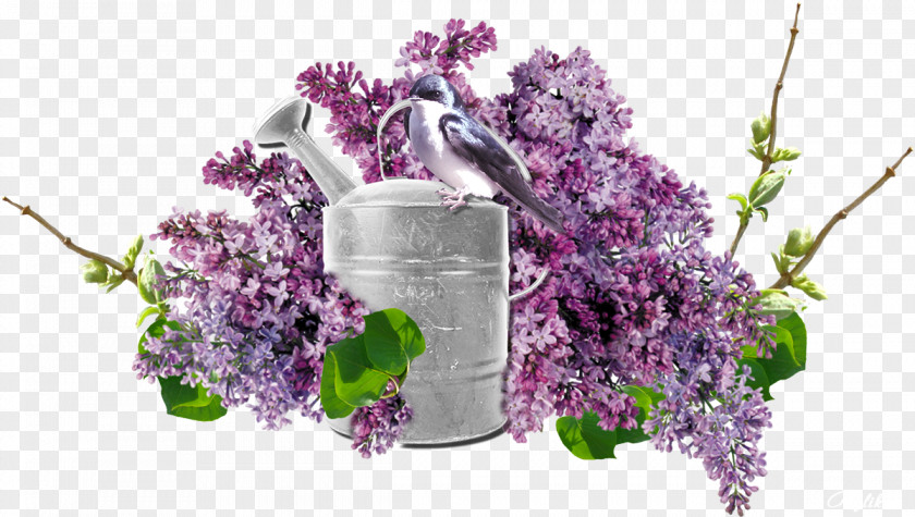 B3 Button Common Lilac Vase Flower Purple PNG