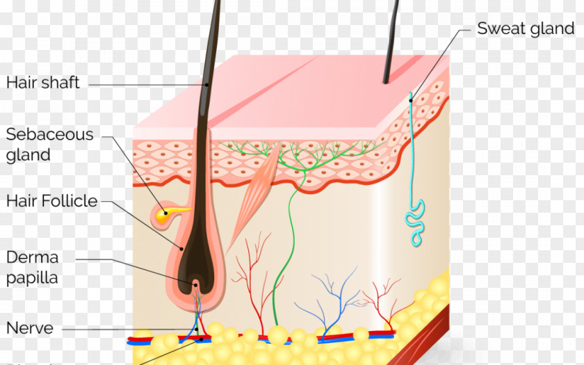 Hair Follicle Human Skin Anatomy Transplantation PNG