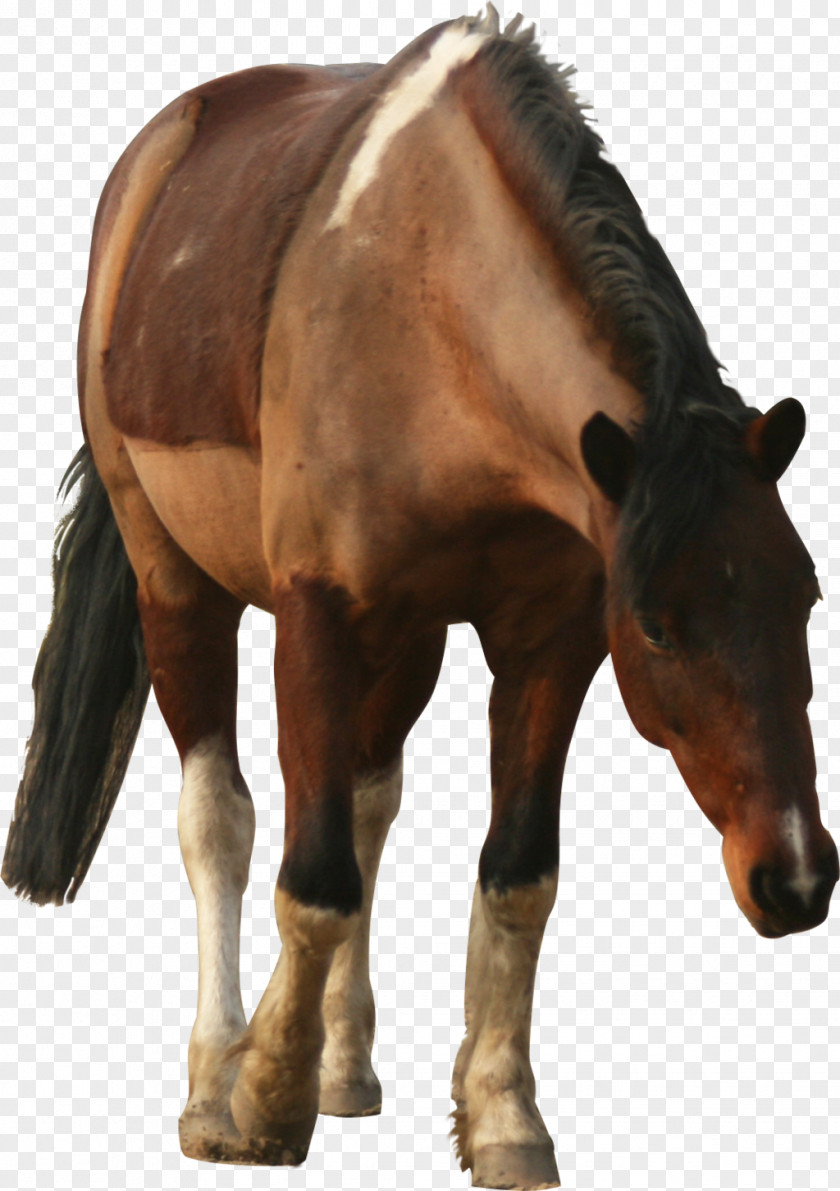 Horses Pony Mustang Stallion Foal Mare PNG