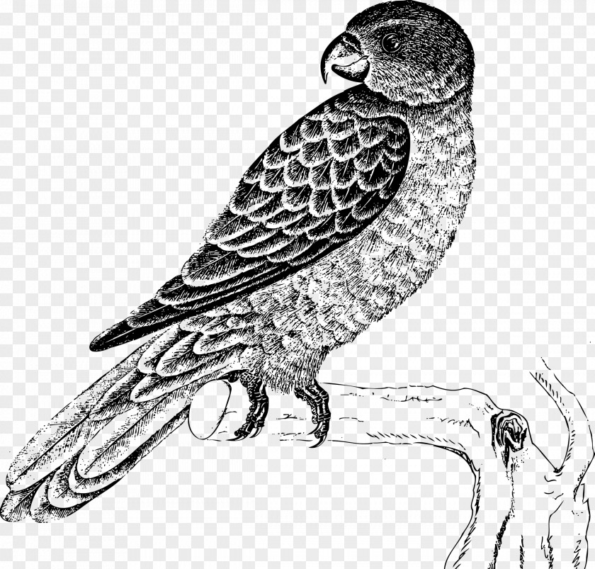 Parrot Lovebird Drawing PNG