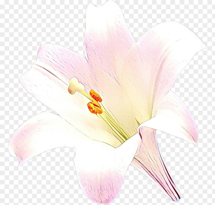Anthurium Arum White Flower Petal Pink Flowering Plant PNG