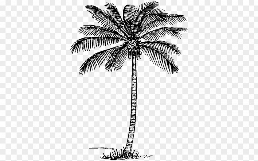Jet Ribbon Arecaceae Tree Coconut Plant Clip Art PNG