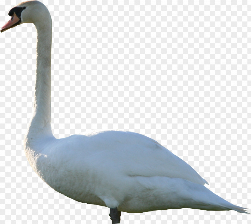Swan Mute Goose PNG