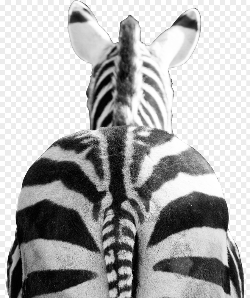 United Kingdom Zebra Franchising Photograph Image PNG