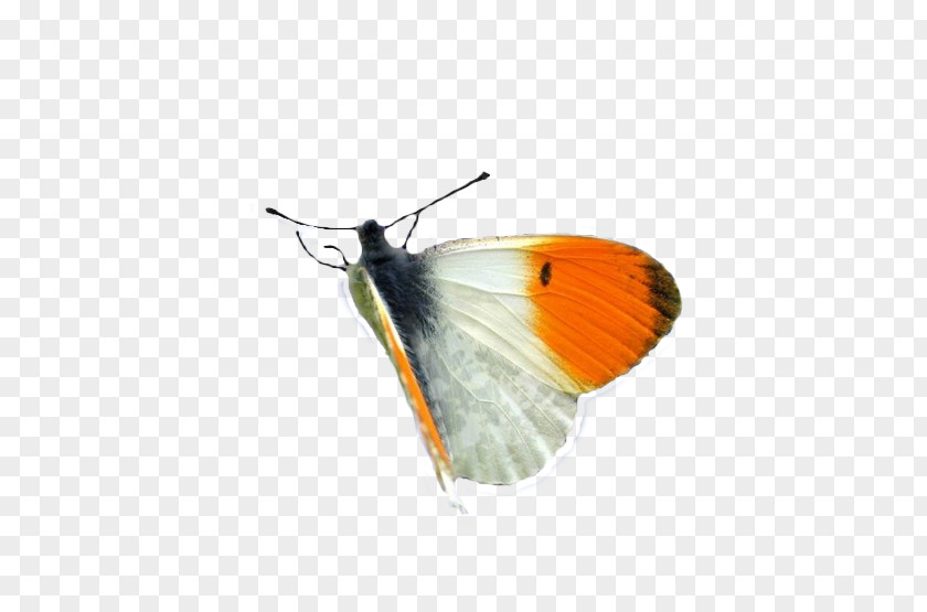 Colias Brushfooted Butterfly Design PNG