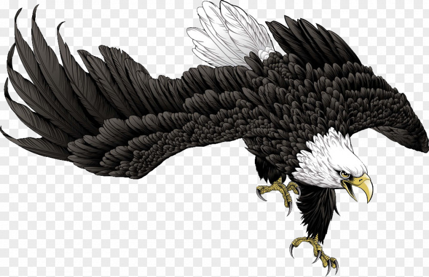 Eagle Cartoon Hawk PNG