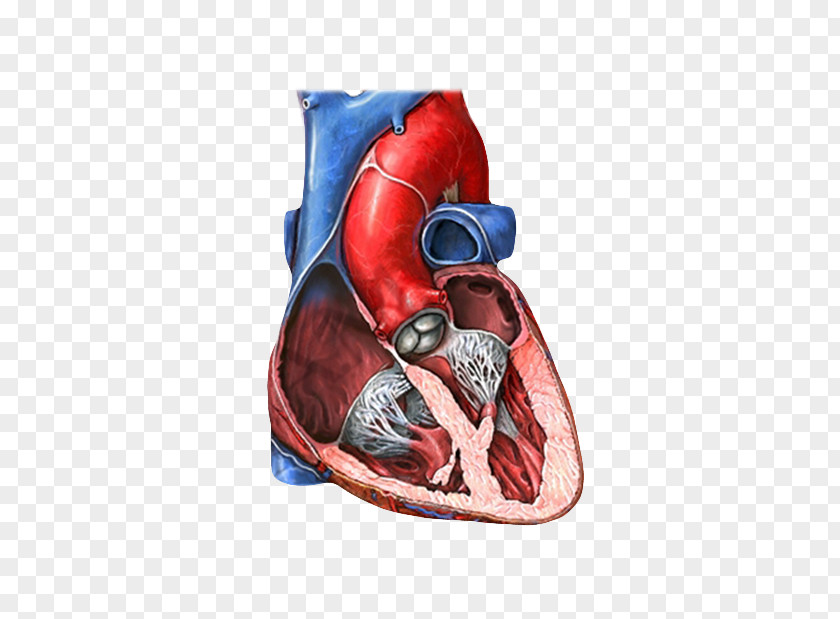 Left Ventricle Mitral Valve Tricuspid Heart Insufficiency PNG