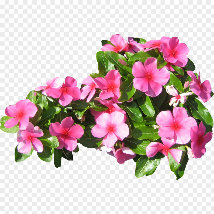 Pink Flowers Petal PNG