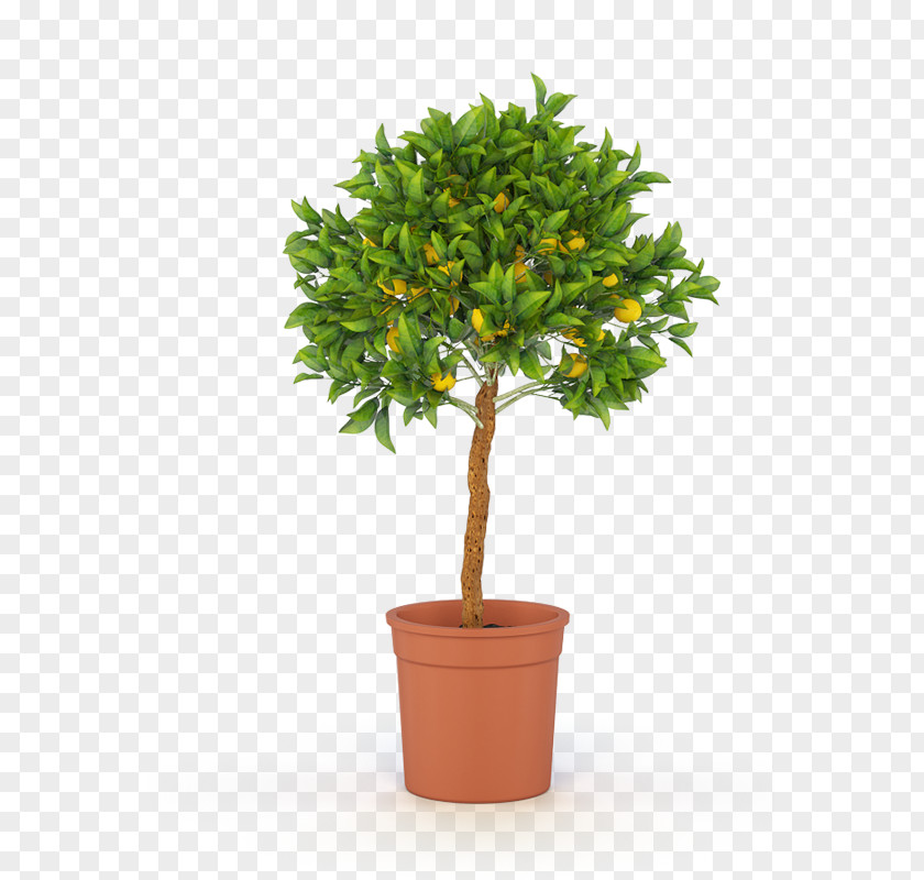 Tree Ficus Microcarpa Weeping Fig Fiddle-leaf Retusa PNG