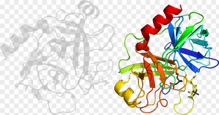 Trypsin 1 Bromelain Enzyme Protein PNG