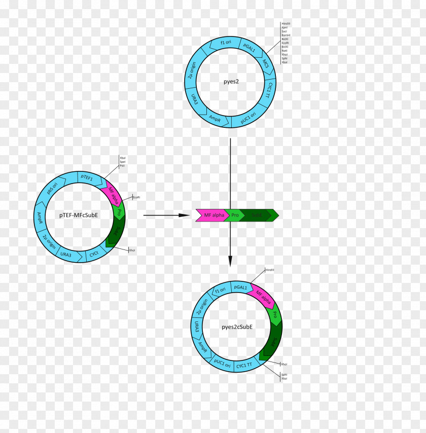 Coming Vector Circle Project Cloning Gene Logo PNG