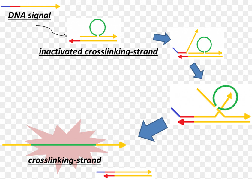 Dna Strand Crosslinking Of DNA Cross-link Cisplatin DNA-binding Protein PNG