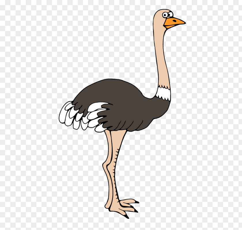 Gray Ostrich Feathers Common Bird Cartoon Feather PNG