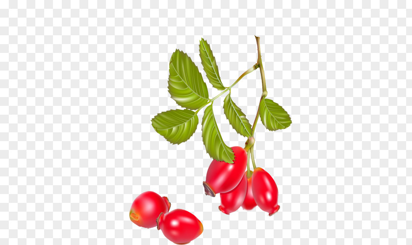 Red Tomato Tea Rose Hip Dog-rose Berry PNG