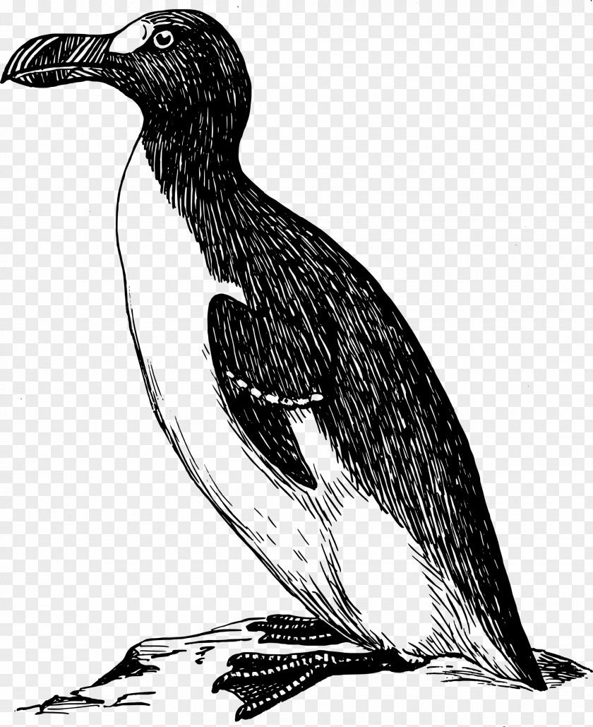 Small Animal Drawing Great Auk Clip Art PNG