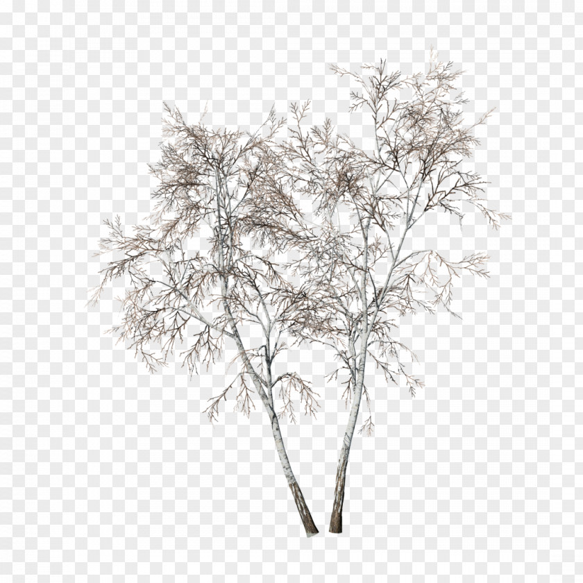 Tree Searsia Lancea Pendulina Paper Birch Drawing PNG